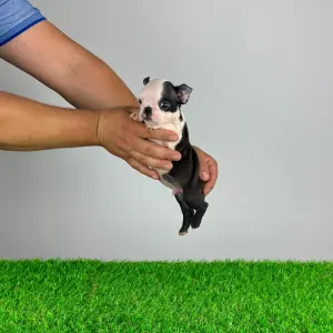 Boston Terrier - Yacco