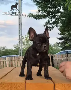 Francuski buldog - Ralf