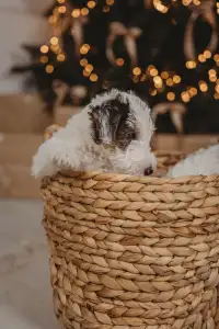 Drótszőrű foxterrier - Diablo Born Of Eastern Curse