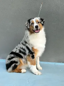Australian Shepherd - Budnat Aussies