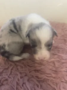 Border Collie - Blue Merle Kan 