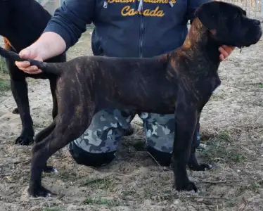 Cane Corso - Forza Di Diavolo Belice