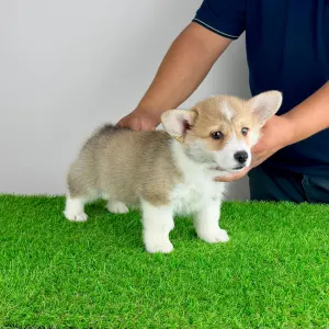 Corgi galez Pembroke - Cosima