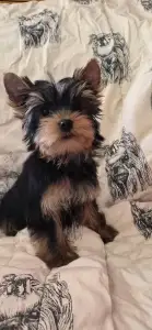 Yorkshire Terrier - Wizzard