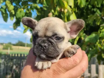 French Bulldog - Hailey