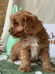 Cavapoo - Zara