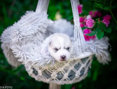 Husky siberian - Ash Muffin 💙