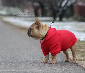 French Bulldog - Yoda