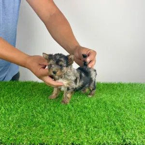 Yorkshire Terrier - Boxy