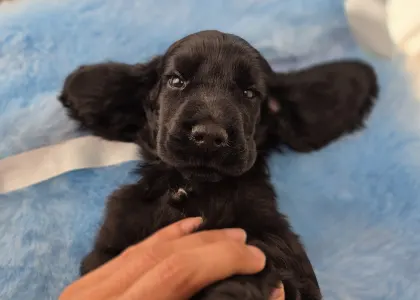 Английский кокер-спаниель - Spirit Of Midnight