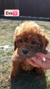 Labradoodle - Eva