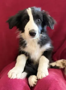 Border Collie - Generico 