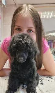 Poodle Miniature - Quizlet