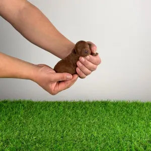 Trpasličí pudl - Namba