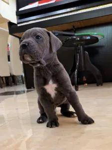 Cane Corso Italiano - Tommyboy