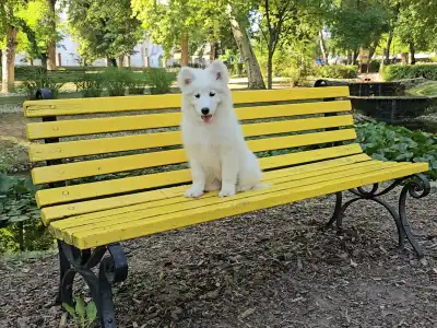 Samojede - Happy Hómancs Barka "yuki"