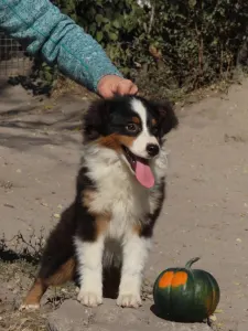 Miniatur amerikanischer Schäferhund - Dailos You Got Me Hypnotized 