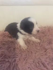Border Collie - Barna Szuka 