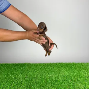 Dachshund - Chibo