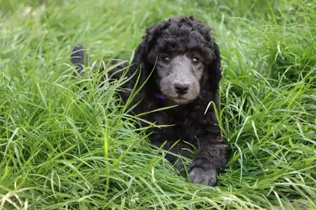 Poodle Standard - Silver Female