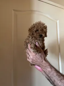 Toy Pudel - Poodle Toy F Red