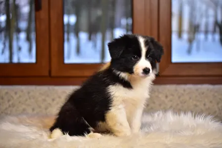 Border Collie - Lark Ascending Aria
