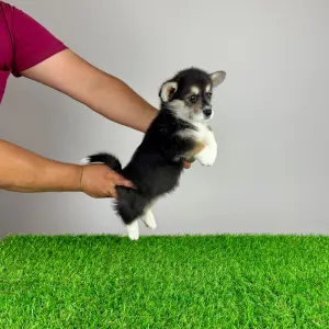 Pembroke Welsh Corgi - Rambo