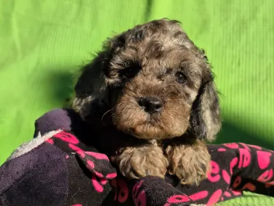 Cavapoo - Monk