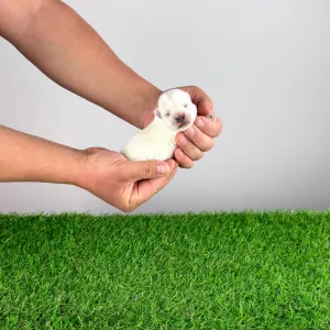 West Highland White Terrier - Kisses