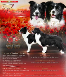 Border Collie - Cappuccino Rose 