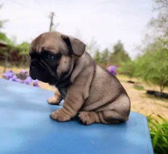 Buldog francuski - William