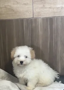 Coton de Tulear - Krémes