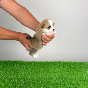 Welsh Corgi Pembroke - Apoll