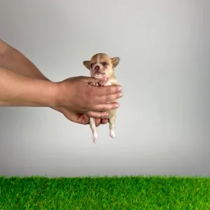 Chihuahua - Zimba