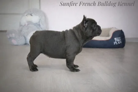 Französische Bulldogge - Lilibeth