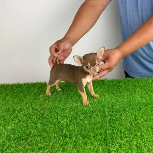 Chihuahua - Gaby