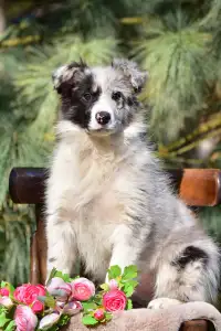 Border Koli - Allegro