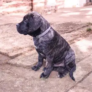 Cane Corso - Rambo