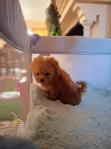 Maltipoo - Maltipoo F