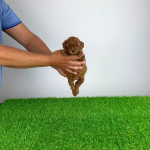 Poodle Miniature - Vioska