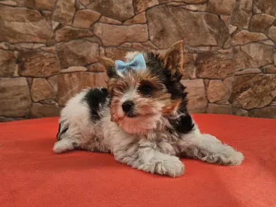 Biewer Terrier - Borisz