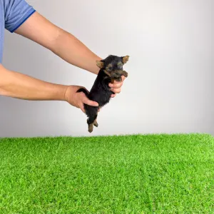 Yorkshire Terrier - Petty