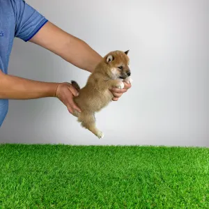 Shiba - Leni