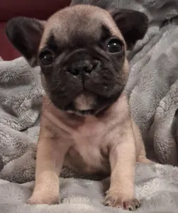 Bouledogue français - Hero From Lilis Breed