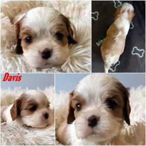 Cavalier King Charles spániel - Davis