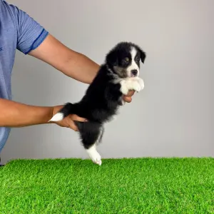 Australian Shepherd - Vectra 