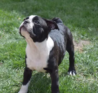 Boston Terrier - Jonathan