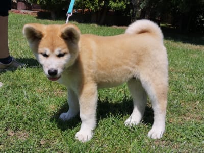 Akita inu - Yuki Yanagi No Tani