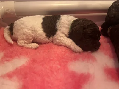 Wasserhund der Romagna - Curly Stars Of Dreams Swing Delight