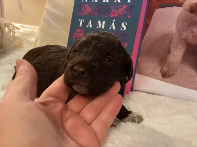 Chien d'eau romagnol - Bobby